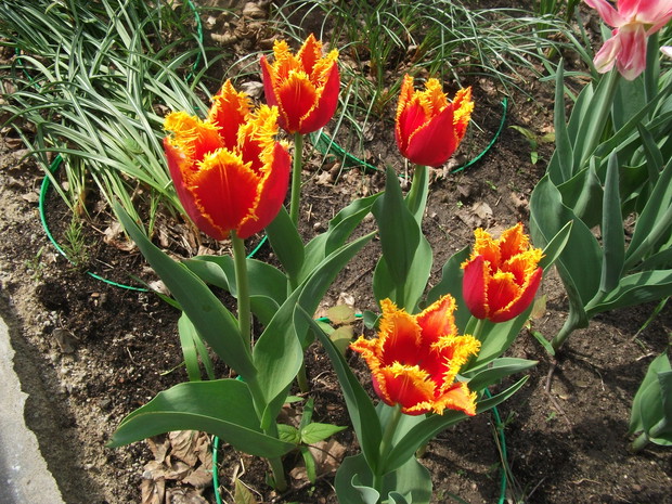 słoneczny żar lata