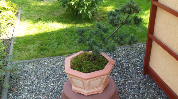 Sosna drobnokwiatowa 'Ogon Janome' zachwyca pięknie wybarwionymi żółto-zielonymi igiełkami.