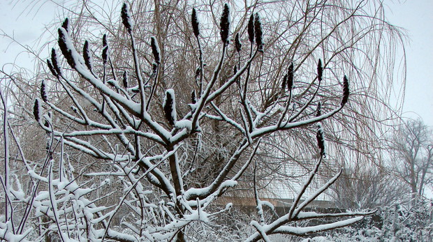 Sumak octowiec jest ładny o każdej porze roku. Znimą nadmiar śniegu może uszkodzić delikatniejsze gałęzie. Warto więc go regularnie otrząsać.
