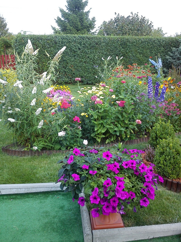 Surfinia a w oddali biała budleja 