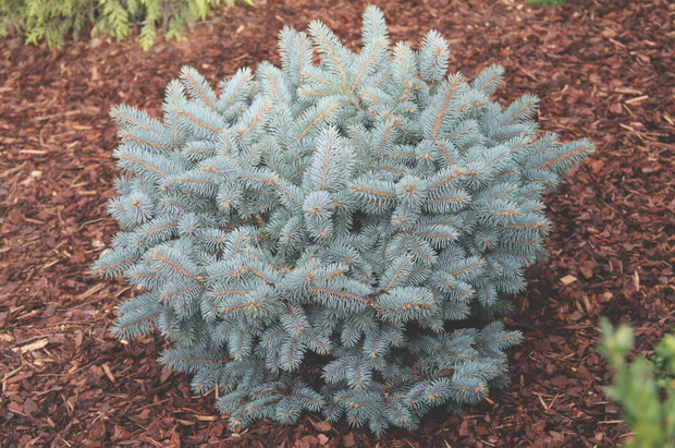 Świerk kłujący 'Glauca Compacta' odmiana miniaturowa rośnie wolniej niż pozostałe srebrne świerki.