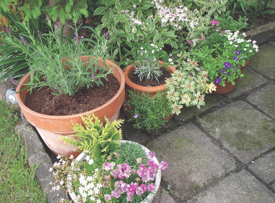 Swój miniogród w upalne dni podlewam nawet dwukrotnie. Raz
w tygodniu także nawożę rośliny.