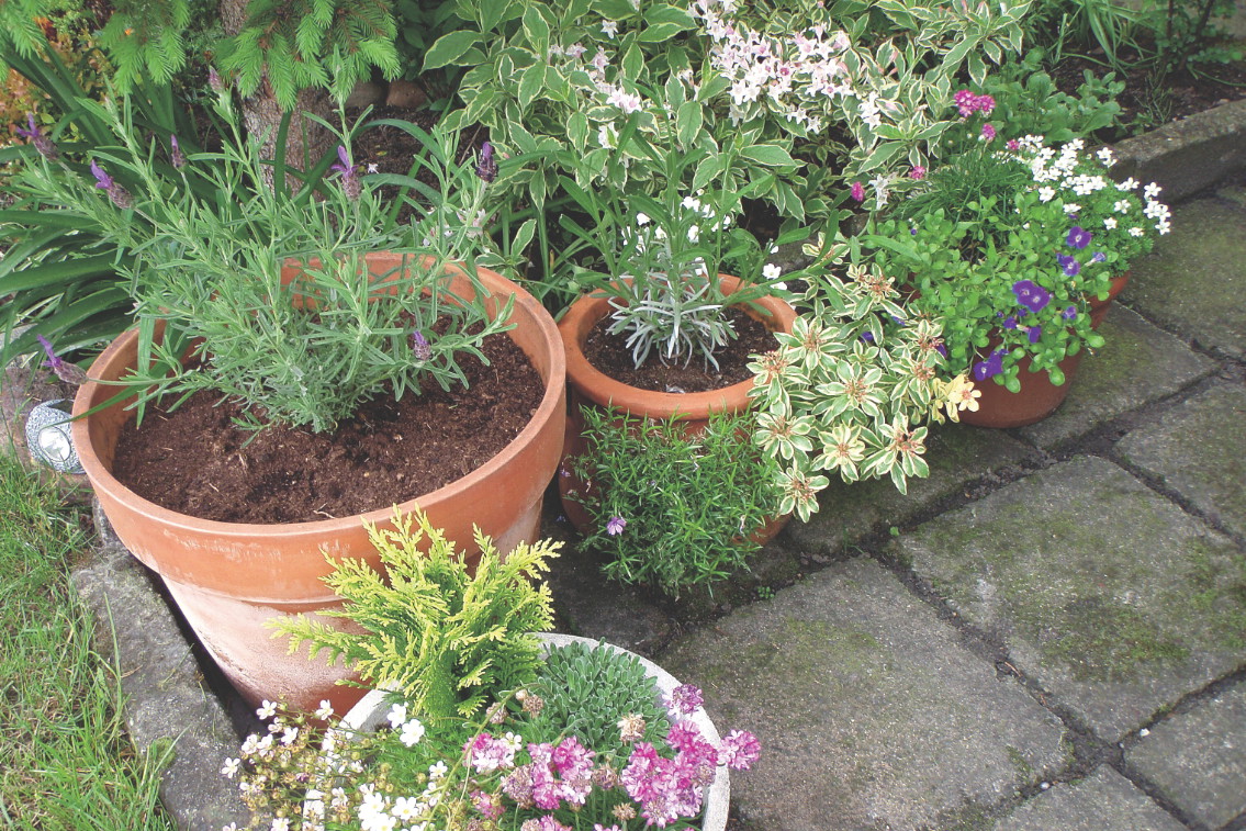 Swój miniogród w upalne dni podlewam nawet dwukrotnie. Raz
w tygodniu także nawożę rośliny.