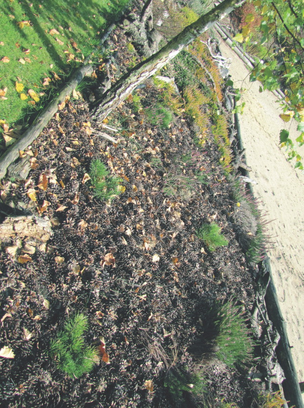 Szyszki „pracują”, czyli otwierają się i zamykają w zależności od pogody. Wypełniając nimi jakąś przestrzeń, musimy wziąć to pod uwagę i podsypać ich nieco więcej.
