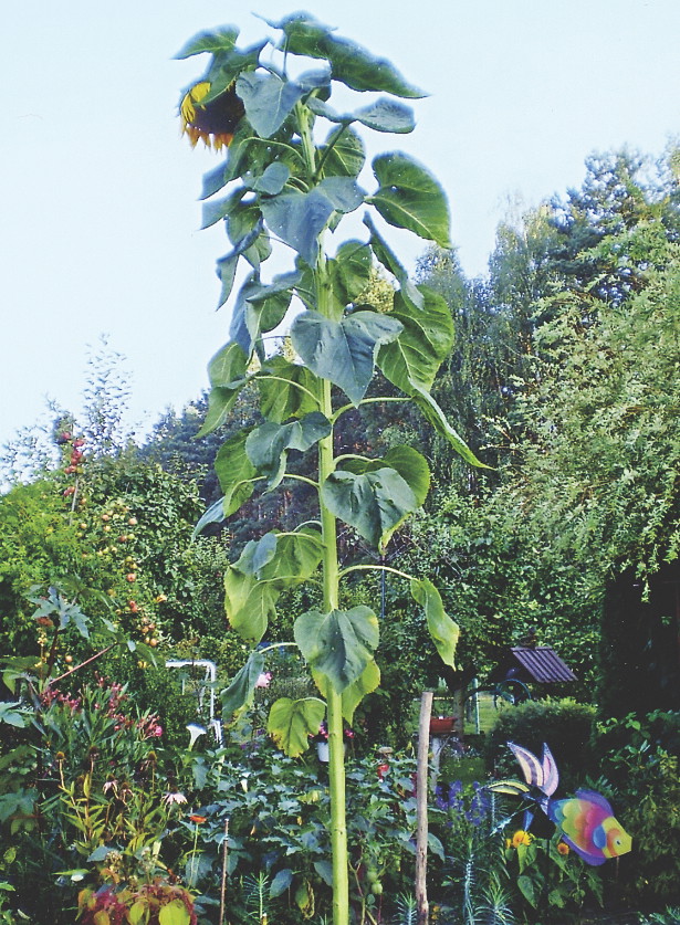 Ten ponad 3-metrowy słonecznik wysiały ptaki.