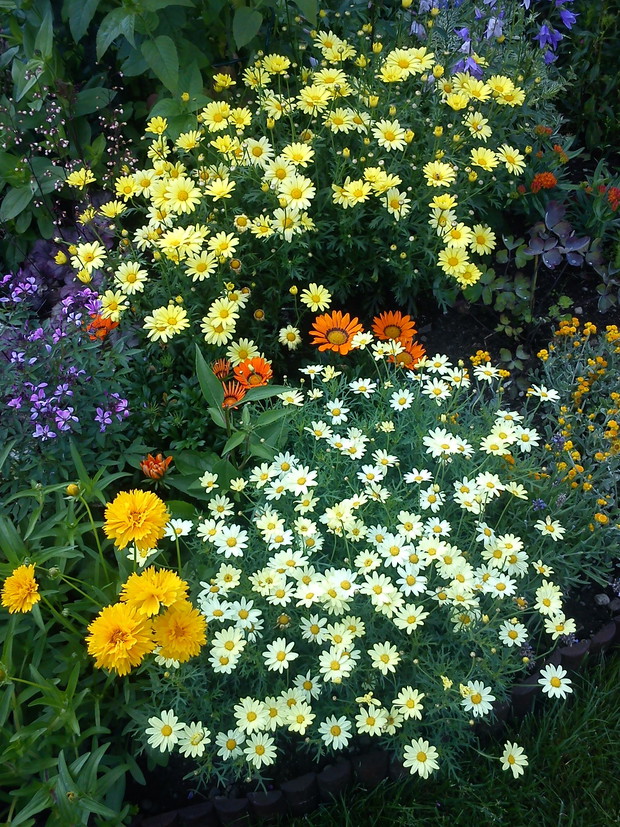 Tu królują żółte i białe złocienie:)