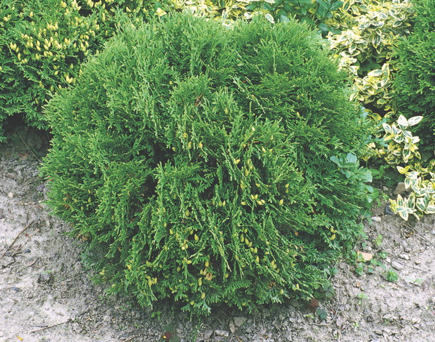 Tuja miniaturowa 'Litlle Gem' nadaje się do sadzenia w szpalerach.  Jest też odpowiednia na taras. 