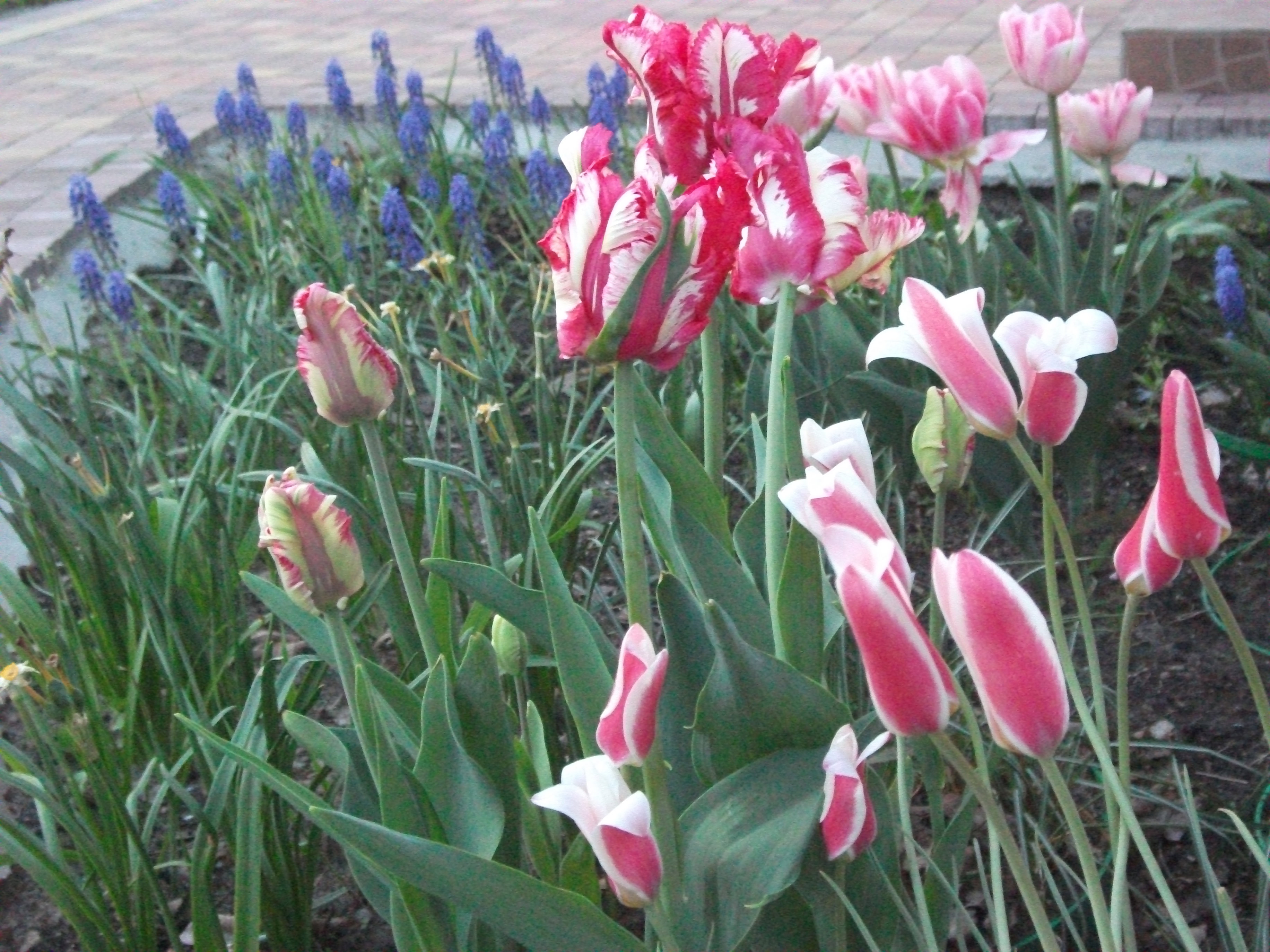 Tulipanowe szaleństwo