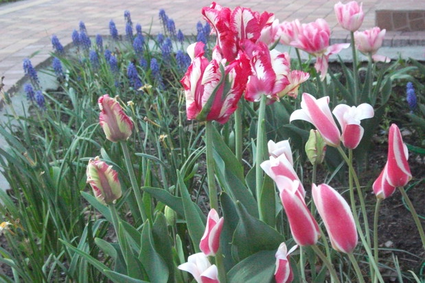 Tulipanowe szaleństwo