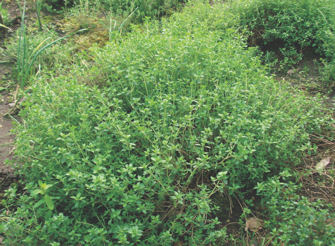 Tymianek to roślina wieloletnia, z której 2-3 razy w sezonie zrywam dorodne łodyżki z liśćmi.