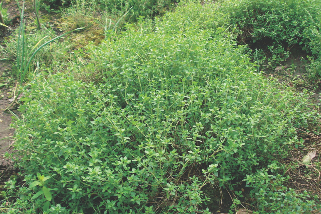 Tymianek to roślina wieloletnia, z której 2-3 razy w sezonie zrywam dorodne łodyżki z liśćmi.