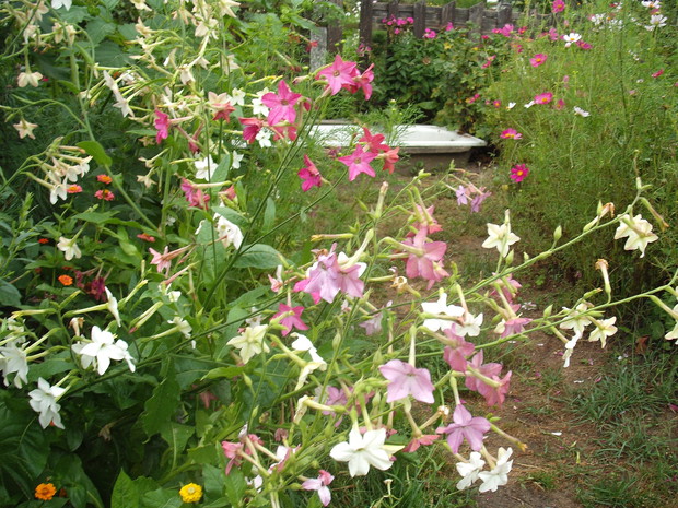 TYTOŃ SKRZYLATY
PACHNĄCY W NOCY