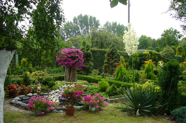 Uformowane krzewy są dobrym tłem dla kolorowych kwiatów. 