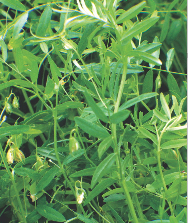 Ugotowane liście ciecierzycy można przykładać na zwichnięcia.  