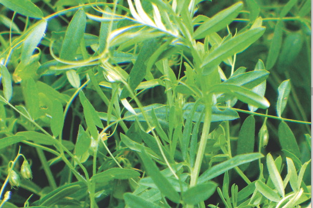 Ugotowane liście ciecierzycy można przykładać na zwichnięcia.