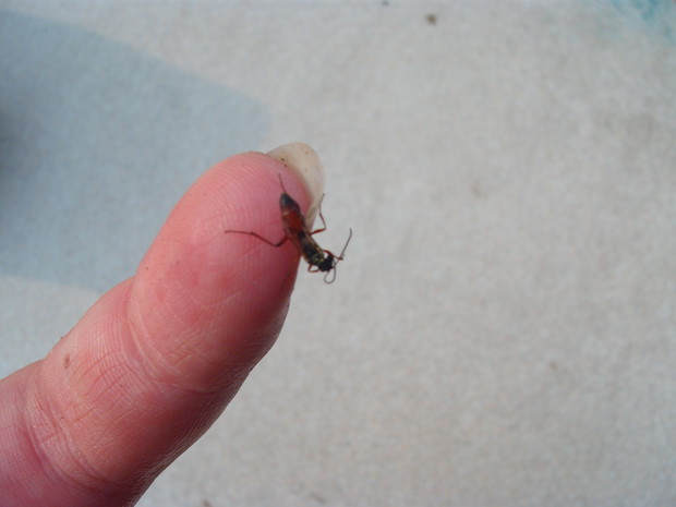 uratowana 
od utonięcia