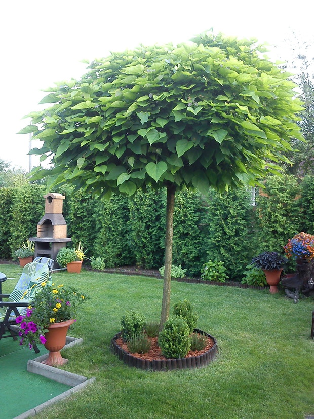 W ciepłe dni cień daje nam Katalpa a wieczorami grillujemy sobie pyszne potrawy:)