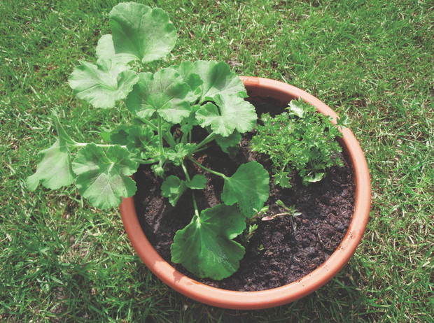 W jednym pojemniku sadzę obok siebie różne gatunki kwiatów.