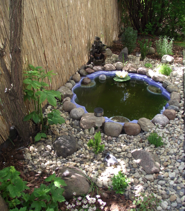 W pobliżu oczka rosną kwiaty skalne, bukszpany i karłowe odmiany iglaków