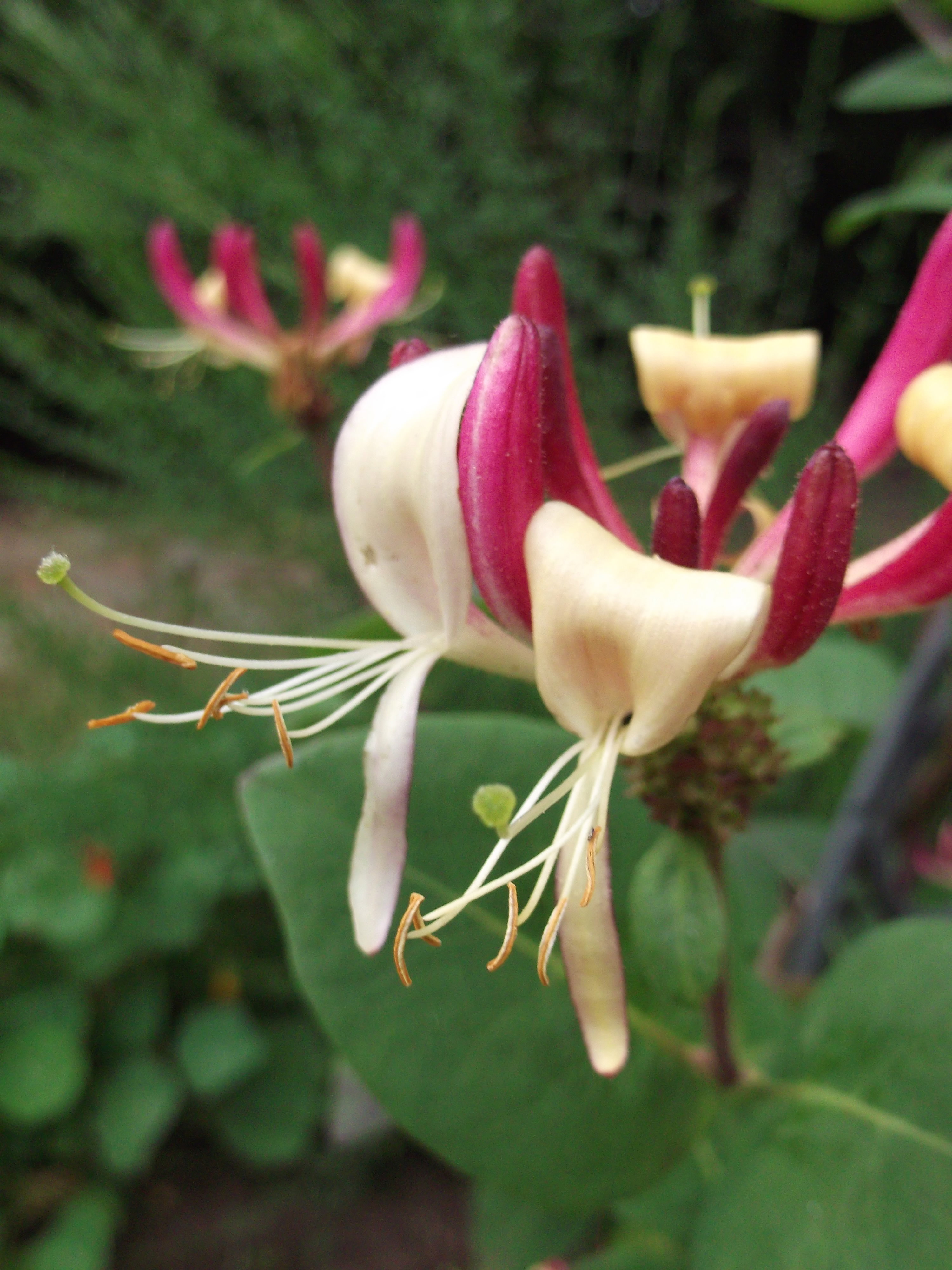 wiciokrzew pachnący