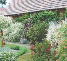 Wiciokrzewy, winorośle i róże doskonale komponują się z kolorowymi listkami wierzbowymi.