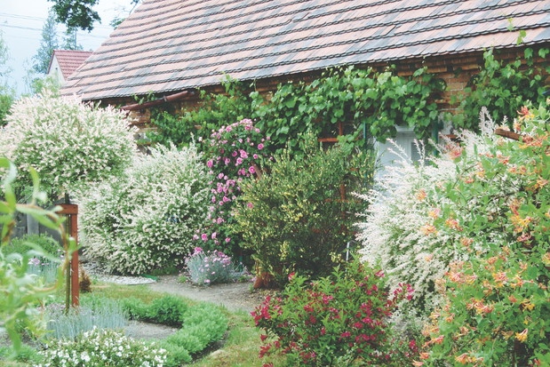 Wiciokrzewy, winorośle i róże doskonale komponują się z kolorowymi listkami wierzbowymi.