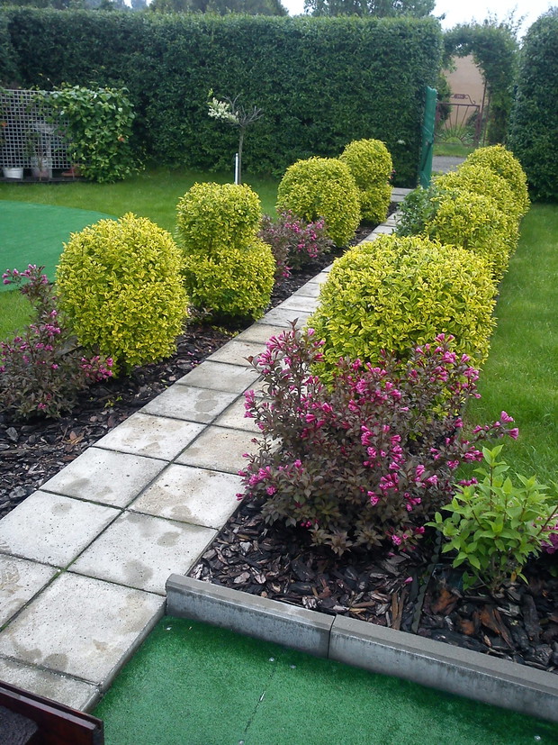 Widok alejki od strony domku ,w tle wysoki żywopłot...duma mego męża.Wejście na moją działkę.