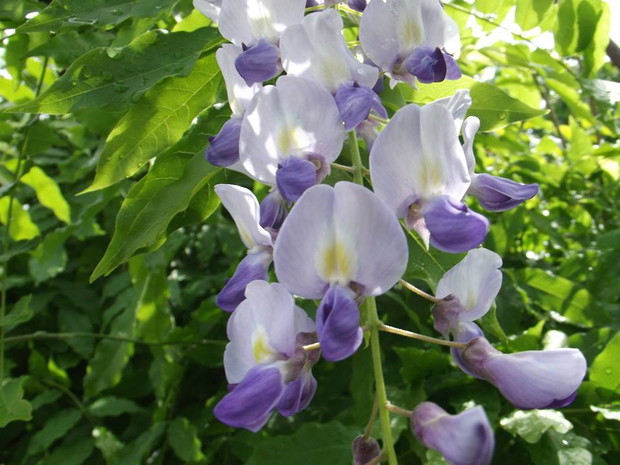 Wisteria po siedmiu latach namysłu wreszcie skromnie zakwitła mam nadzieje że w przyszłym roku okaże się hojniejsza.