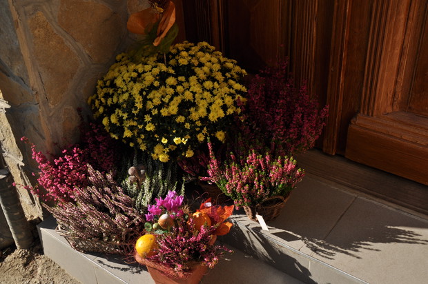 Wrzosy i chryzantemy tworzą zgrany duet.