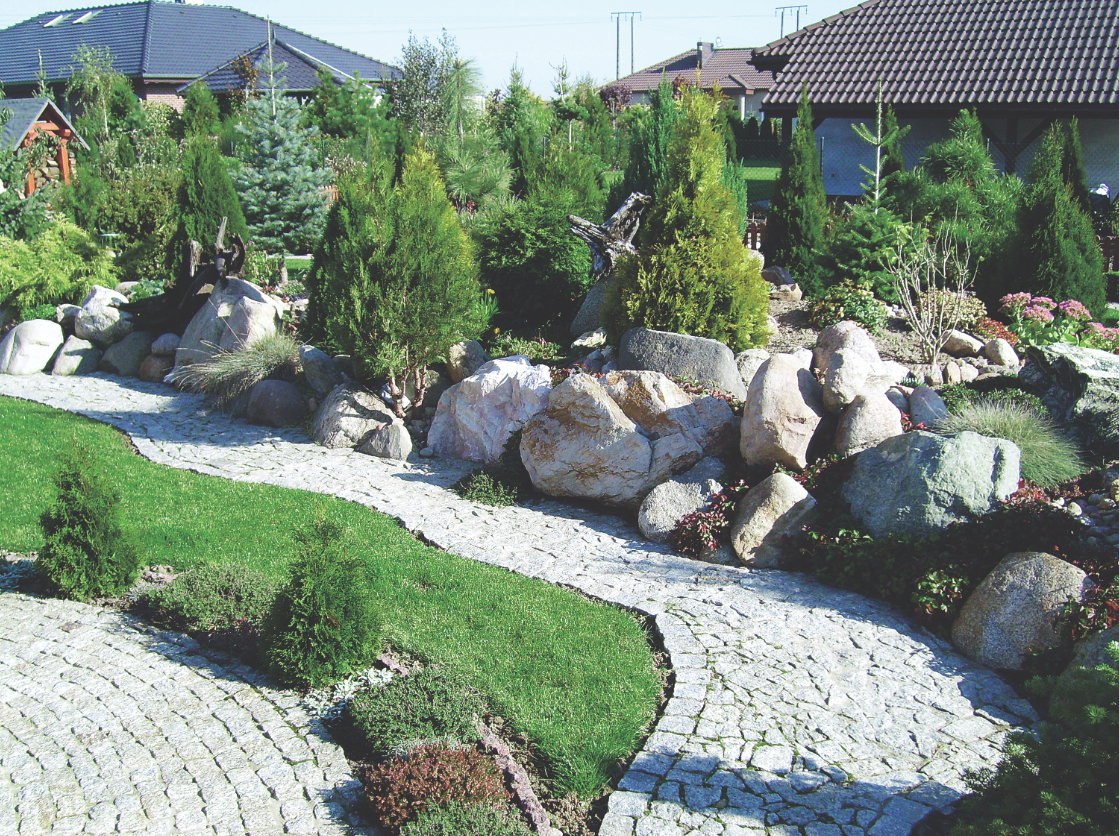 Wśród dużych głazów na skalniaku dobrze prezentują się nie tylko niskie rośliny, ale też większe krzewy tui.

