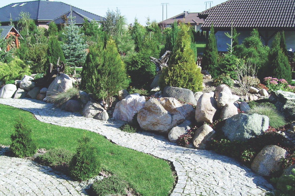 Wśród dużych głazów na skalniaku dobrze prezentują się nie tylko niskie rośliny, ale też większe krzewy tui.