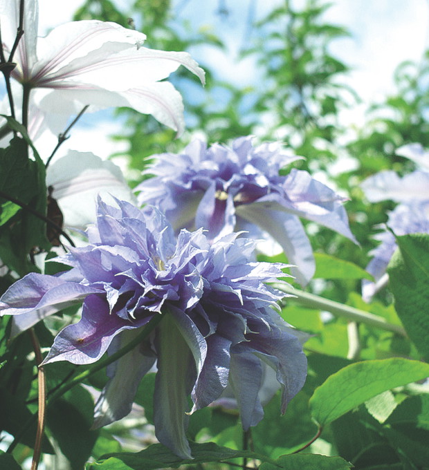 Ziemię pod powojnikami warto wysypać korą lub liśćmi, zwłaszcza na wschodzie kraju.