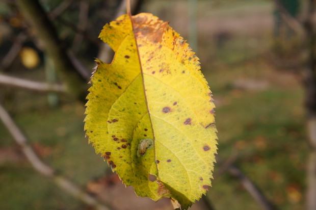 Żółty jesienny liść