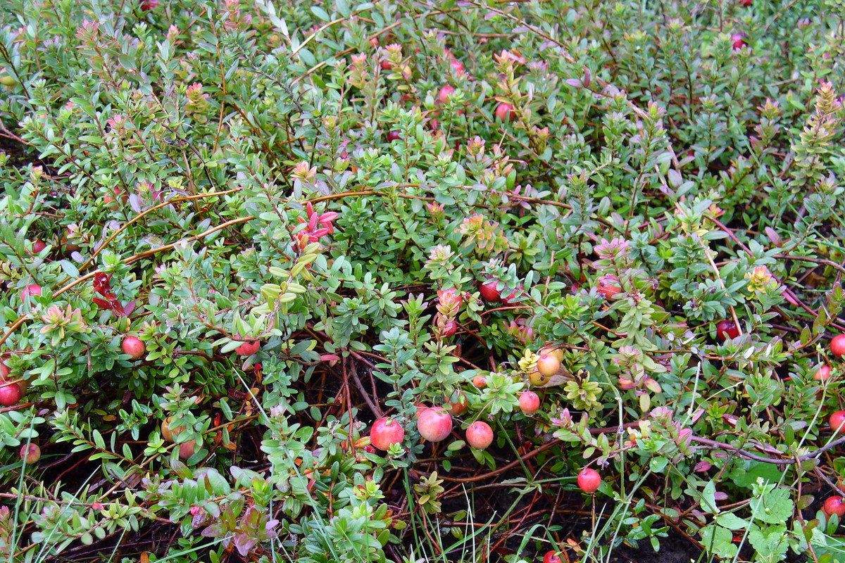 Żurawina najlepiej udaje się na terenach podmokłych, wręcz bagiennych.
