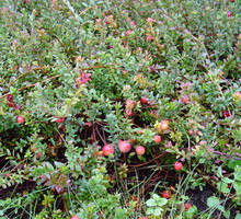 Żurawina najlepiej udaje się na terenach podmokłych, wręcz bagiennych.