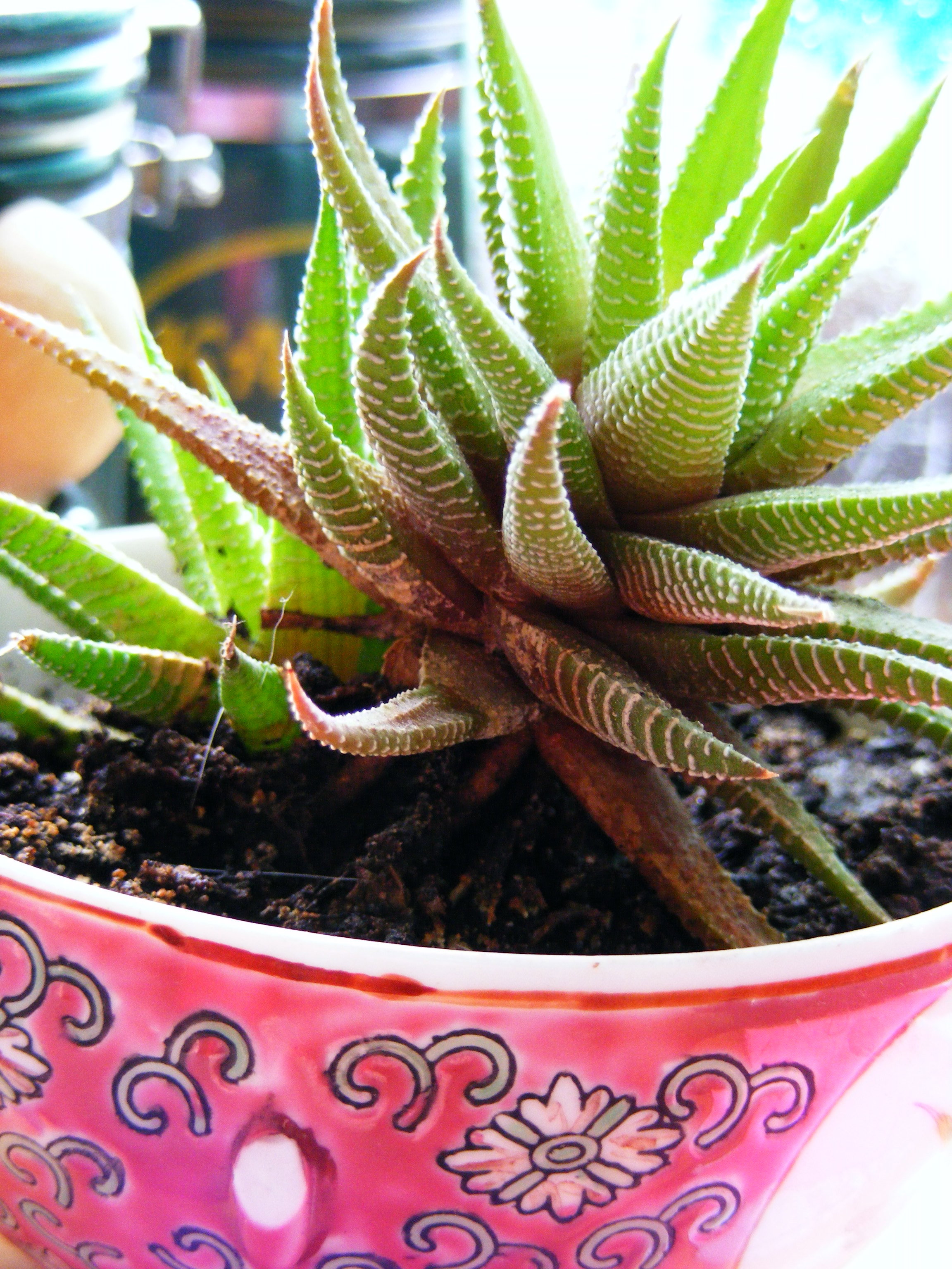 Aloesy dobrze rosną w lekkim i piaszczystym podłożu.