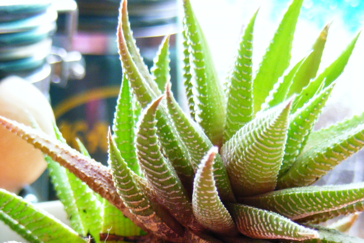 Aloesy dobrze rosną w lekkim i piaszczystym podłożu.