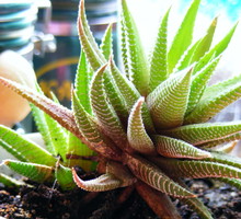 Aloesy dobrze rosną w lekkim i piaszczystym podłożu.