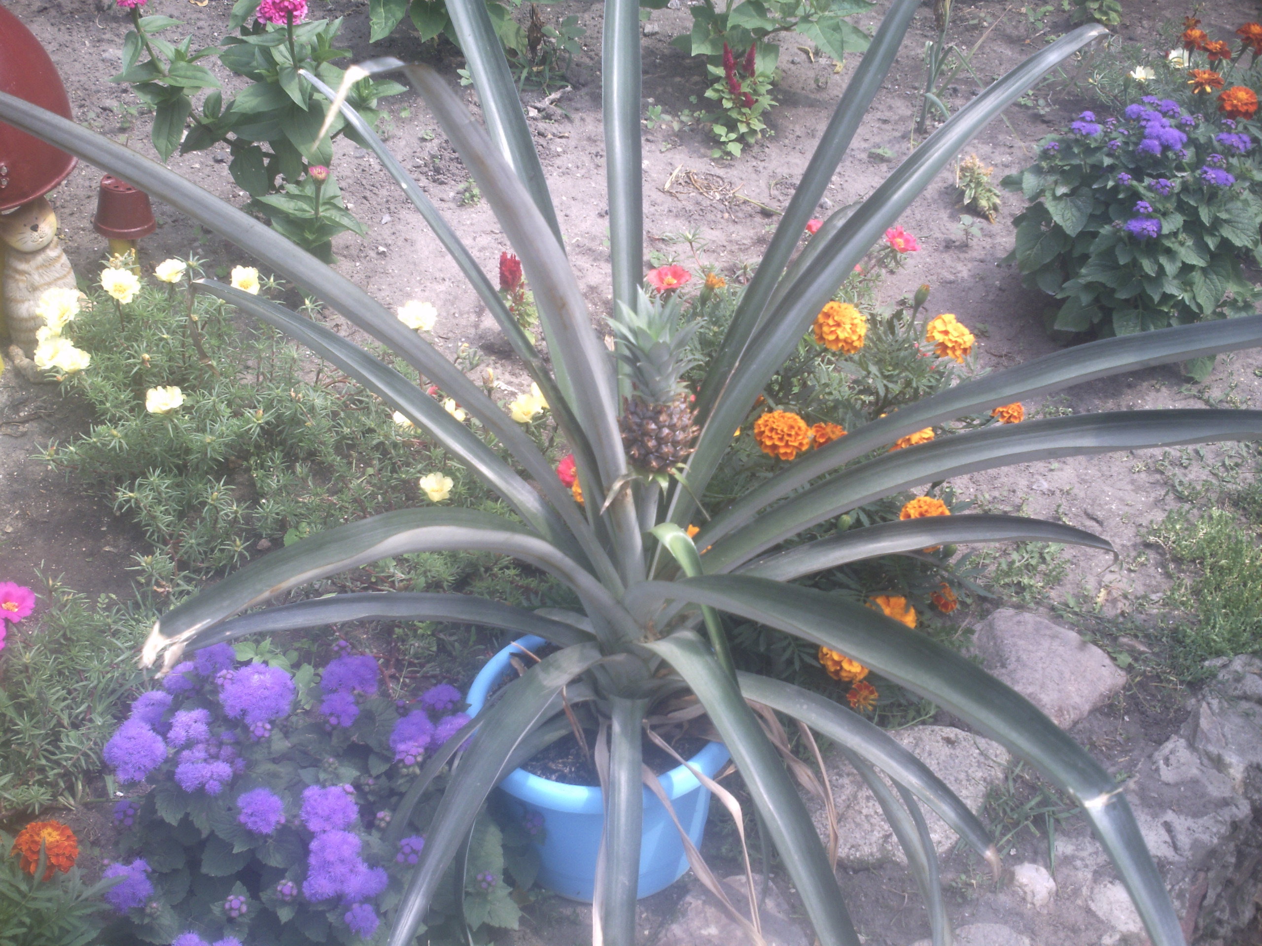 Ananas najlepiej rośnie w temperaturze powyżej 20°C w miejscu jasnym i słonecznym