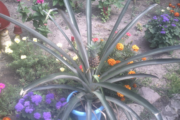 Ananas najlepiej rośnie w temperaturze powyżej 20°C w miejscu jasnym i słonecznym