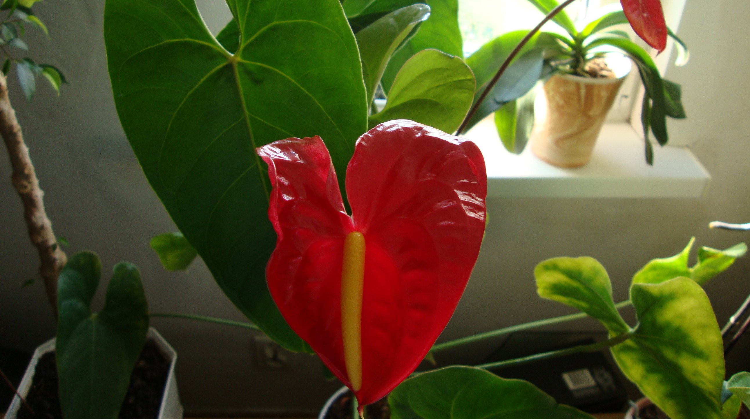 Anturium jest wrażliwe na zasolenie, dlatego nie przesadzajmy z nawożeniem.