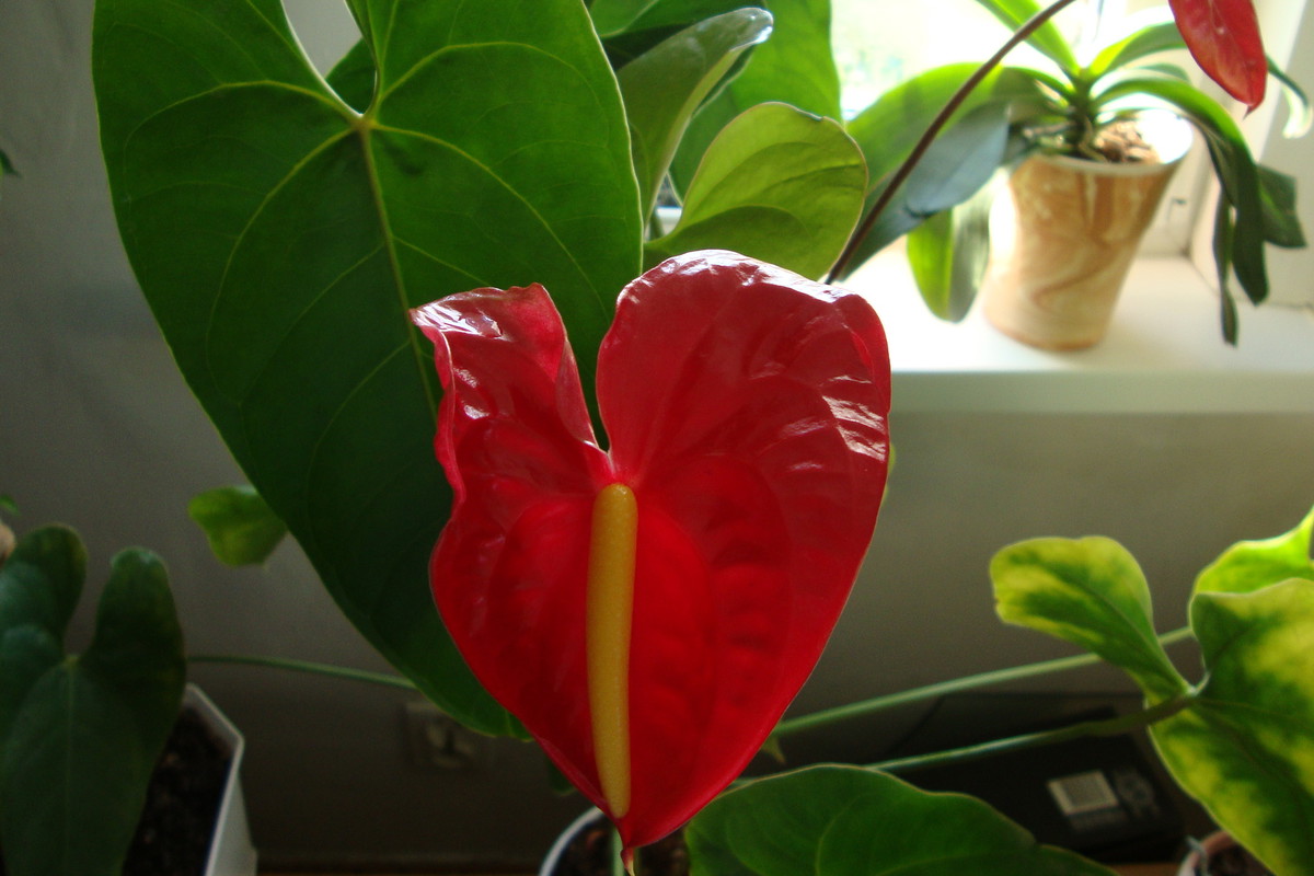 Anturium jest wrażliwe na zasolenie, dlatego nie przesadzajmy z nawożeniem.