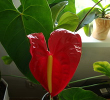 Anturium jest wrażliwe na zasolenie, dlatego nie przesadzajmy z nawożeniem.