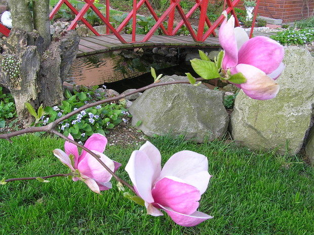 Arystokratka pośród innych drzew - magnolia