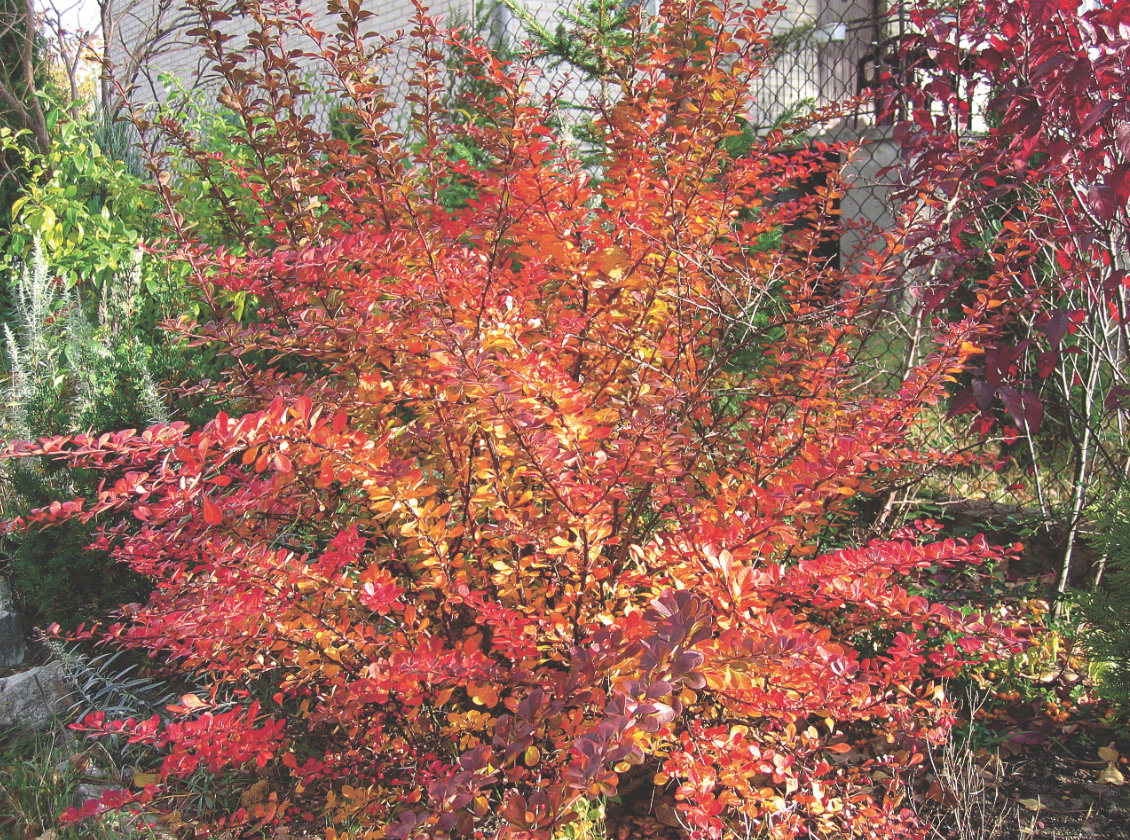 Berberysy zachwycają na koniec sezonu kolorem liści i czerwonymi owocami.