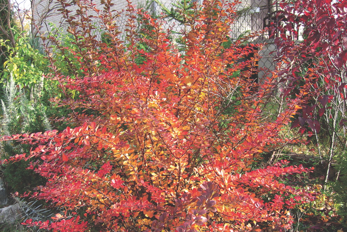 Berberysy zachwycają na koniec sezonu kolorem liści i czerwonymi owocami.