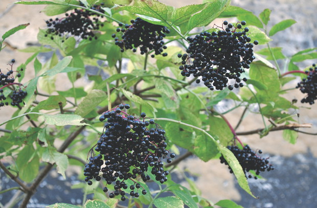 Bez czarny musi być dojrzały, inaczej spowoduje zatrucia.