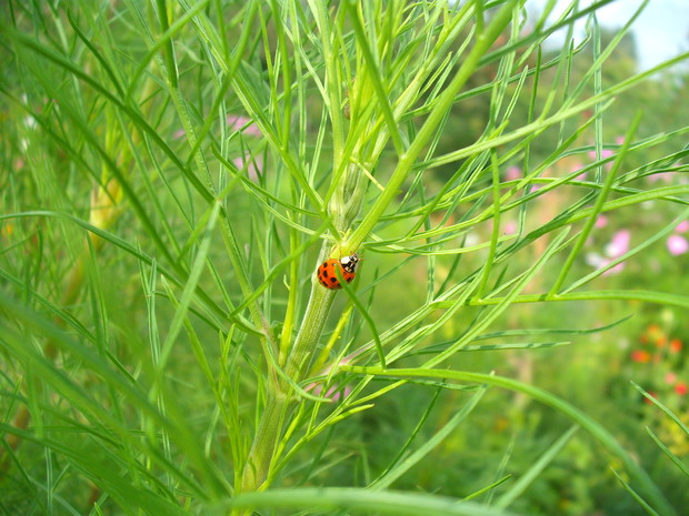 BIEDRONKA
AZJATYCKA