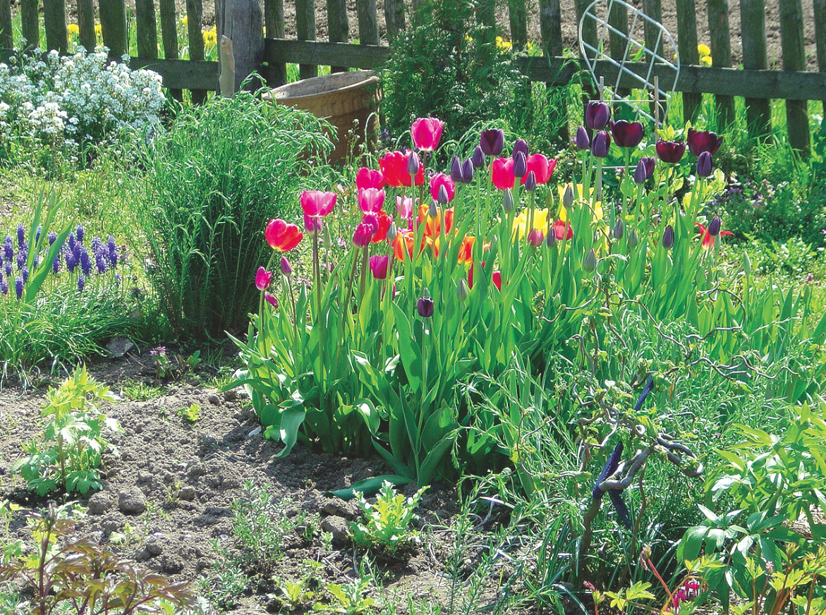 Biosept 33SL i Bravo 500 SC to skuteczne preparaty, które wyleczyły tulipany. Zdjęcie wykonała nasza czytelniczka.