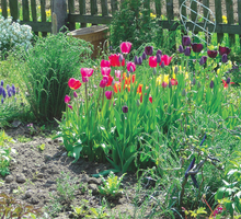 Biosept 33SL i Bravo 500 SC to skuteczne preparaty, które wyleczyły tulipany. Zdjęcie wykonała nasza czytelniczka.